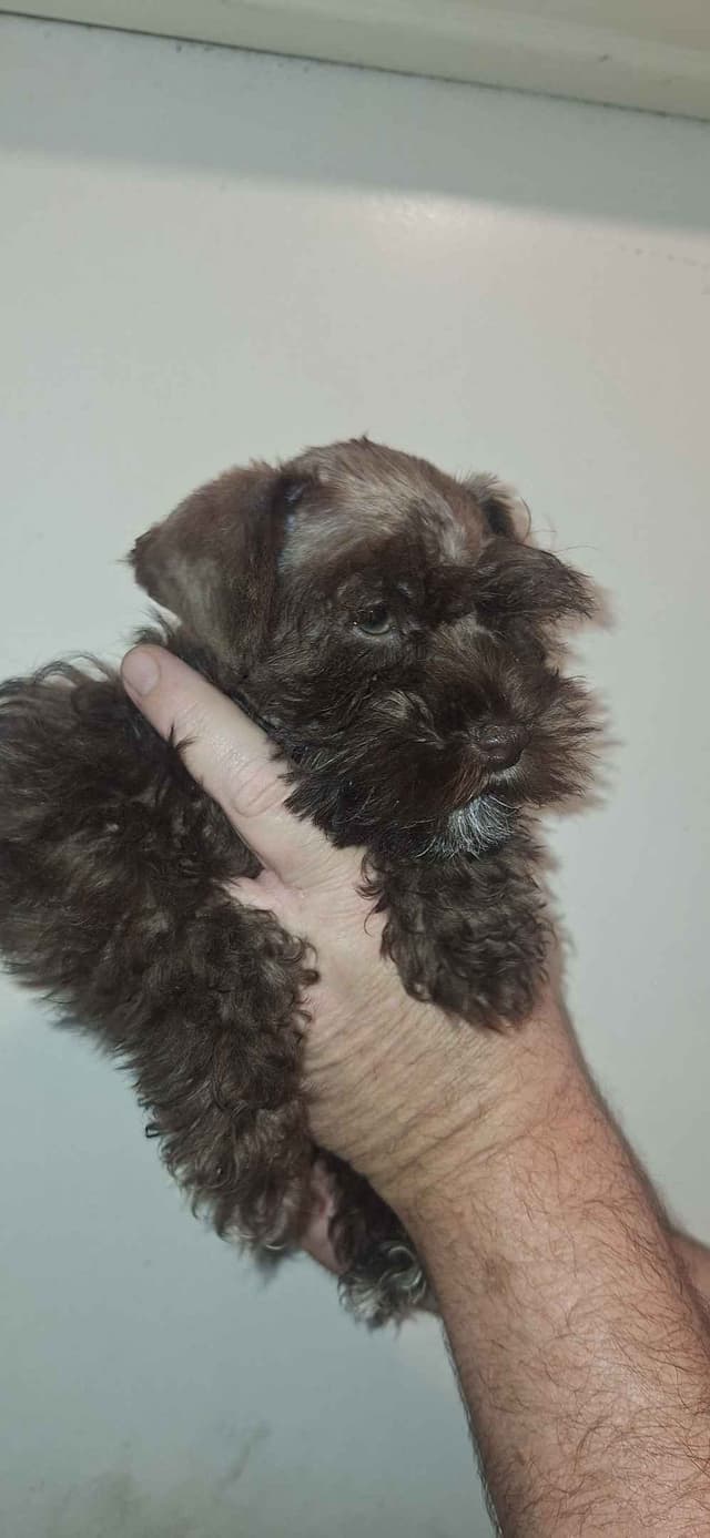 Miniature Schnauzer Puppies media 4