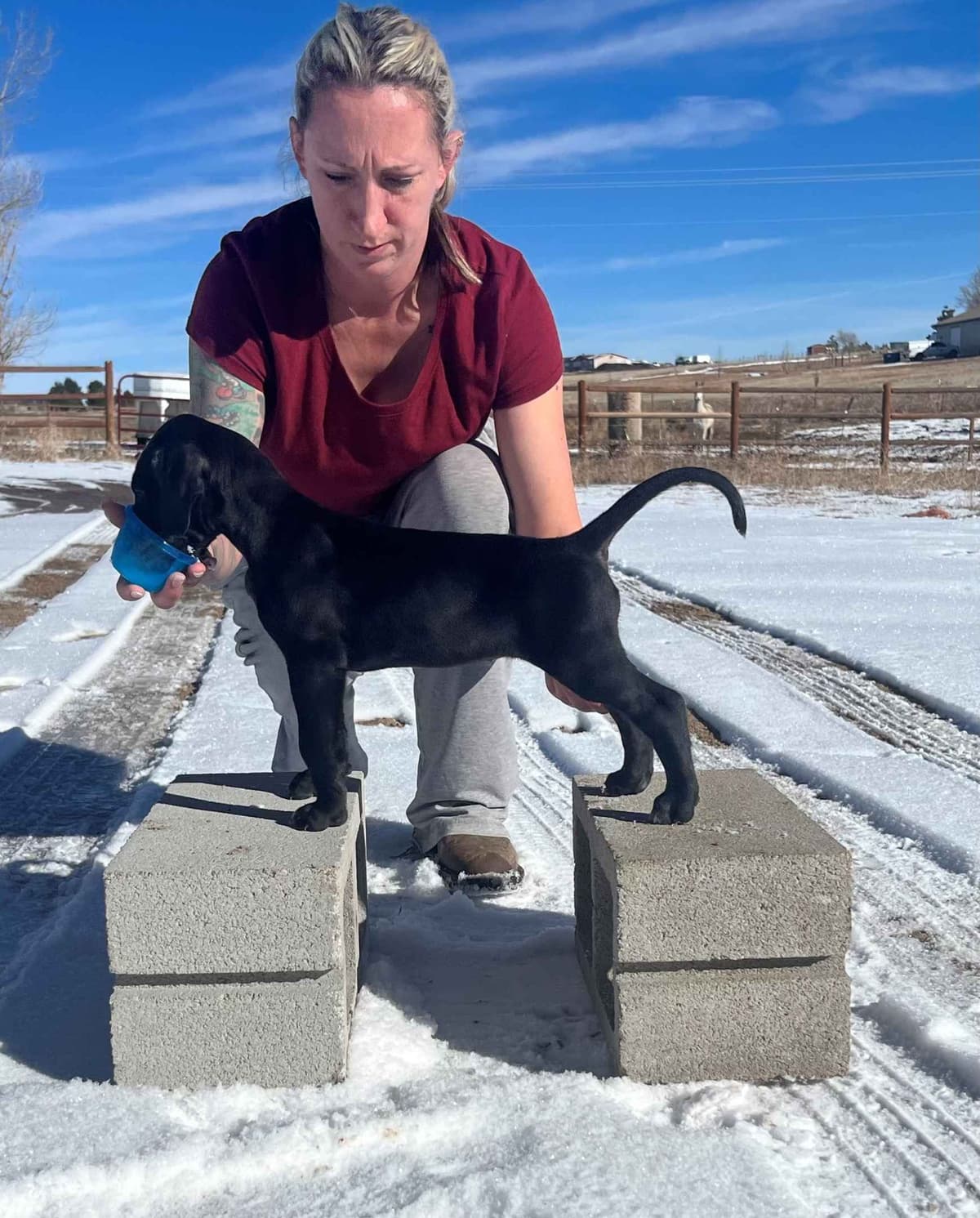 Great Dane Puppies breeder image 1