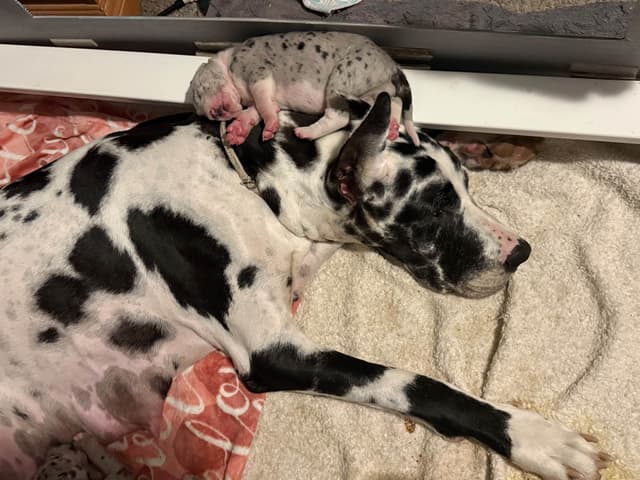 Great Dane Puppies media 4