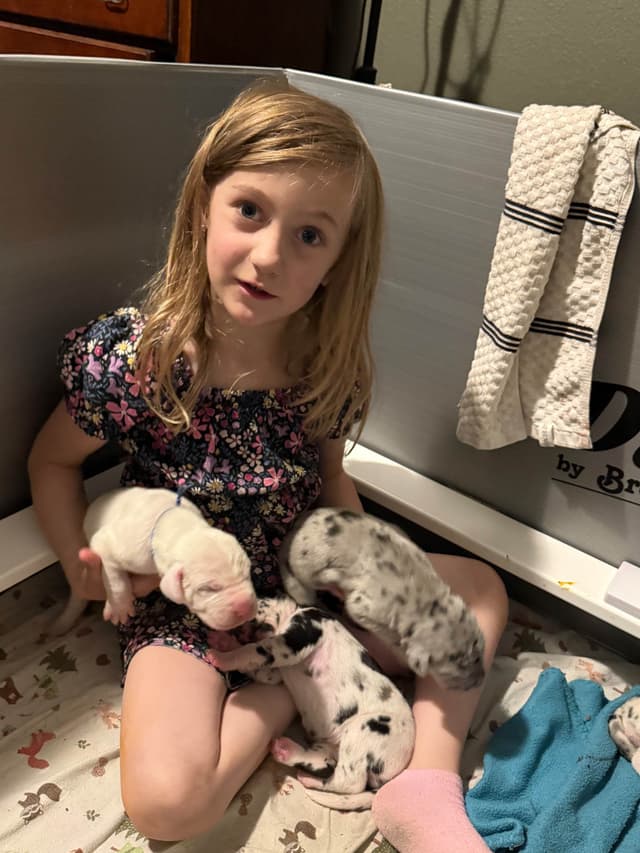 Great Dane Puppies media 5