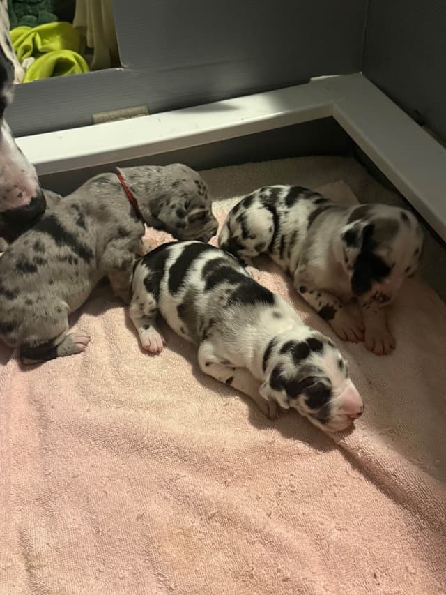 Great Dane Puppies media 6