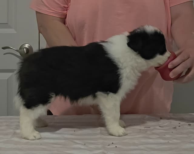 Border Collie Puppies media 3