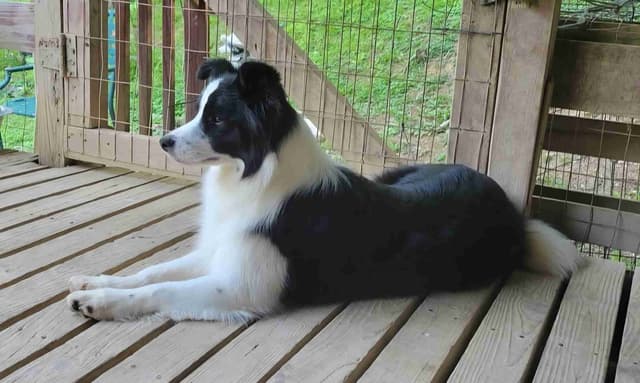 Border Collie Puppies media 2