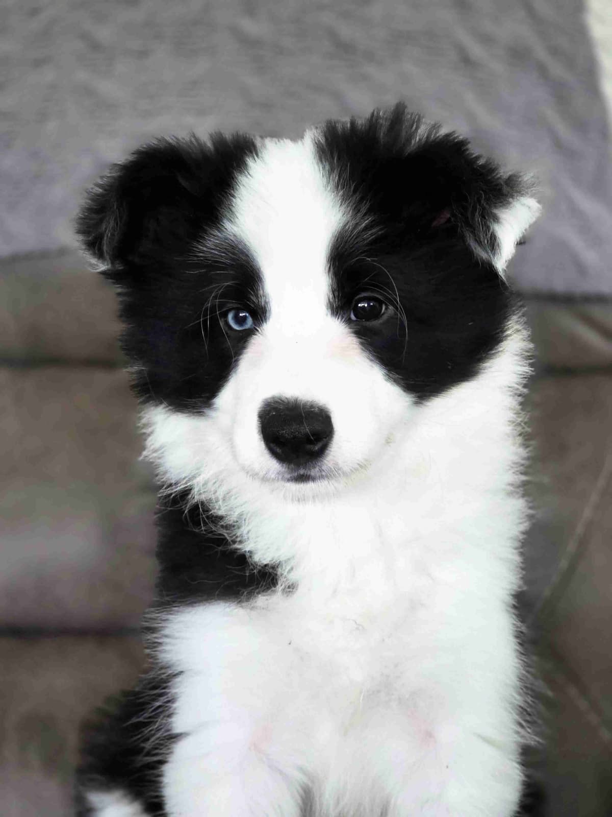 Border Collie Puppies breeder image 1