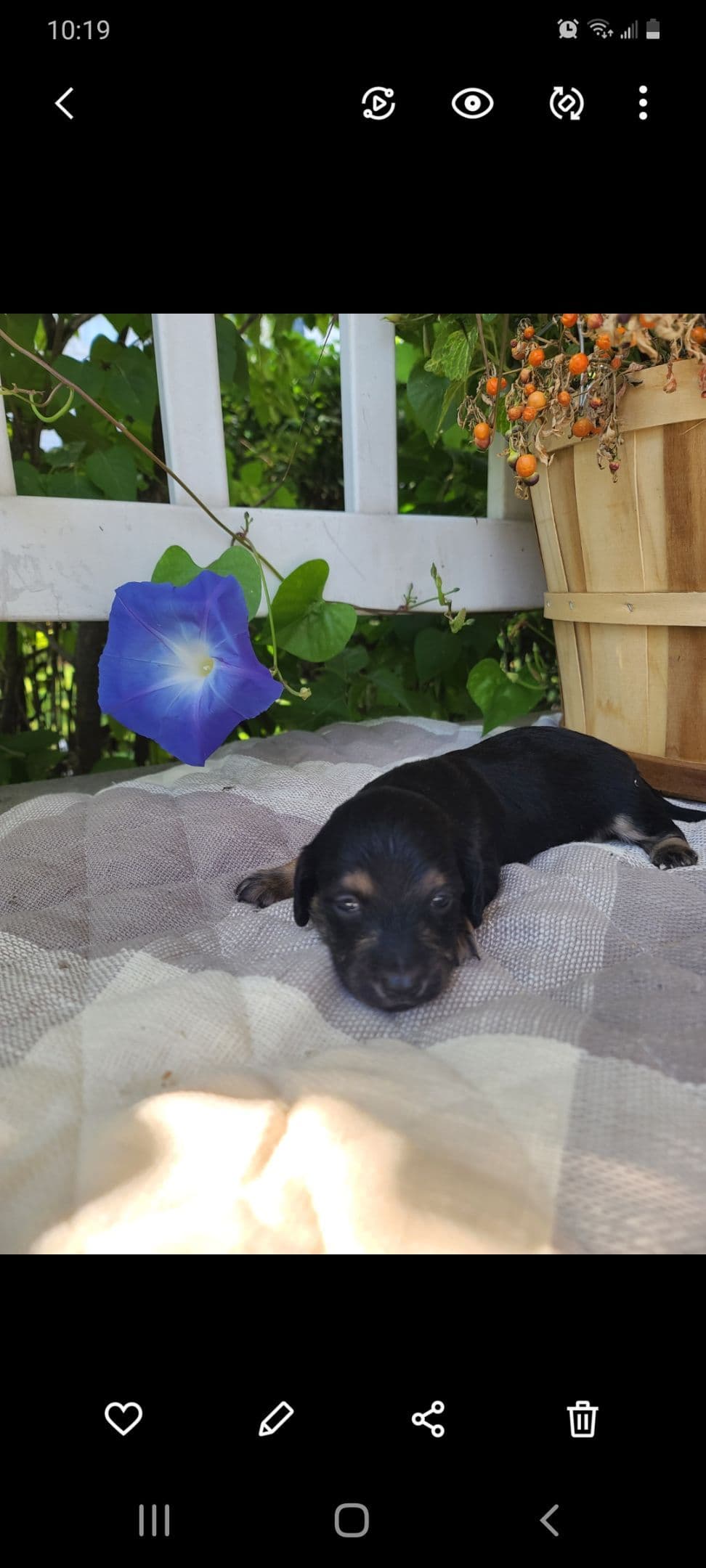 Dachshund Puppies breeder image 1