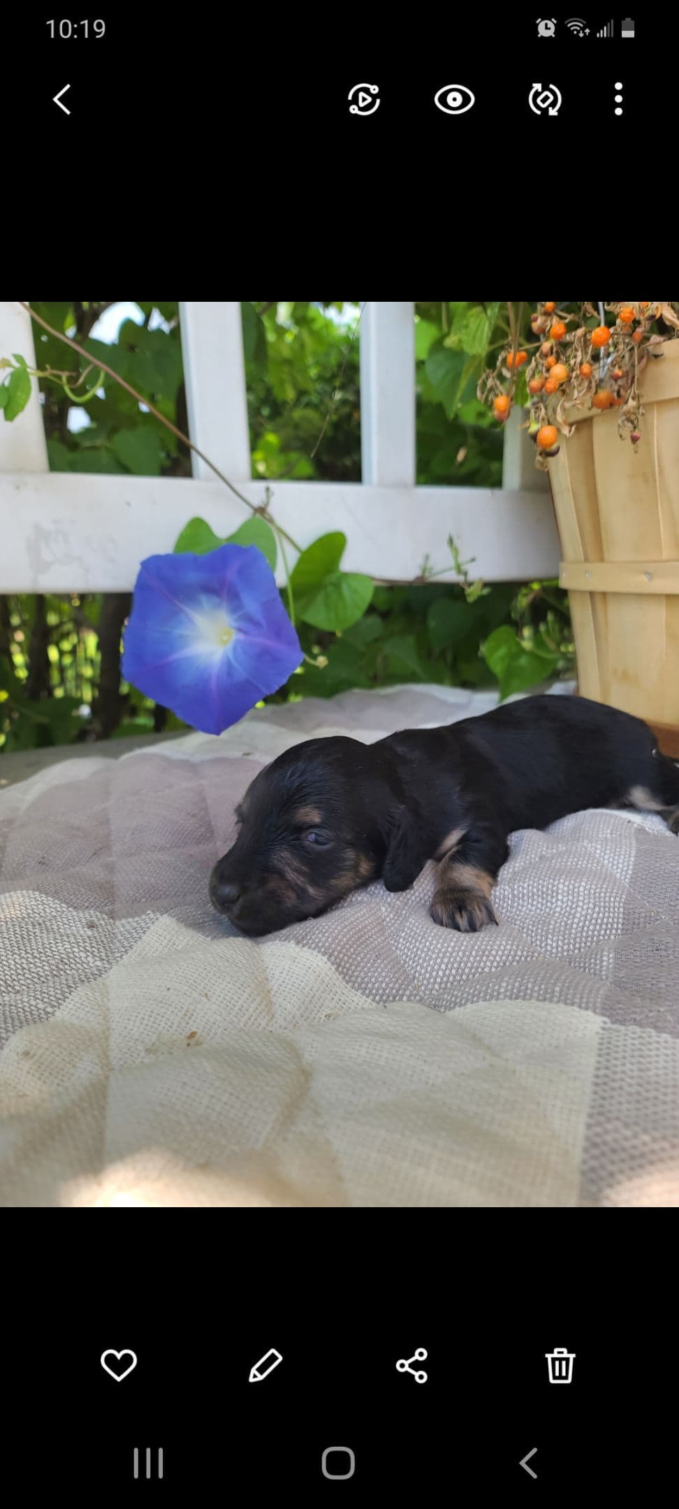 Dachshund Puppies breeder image 2