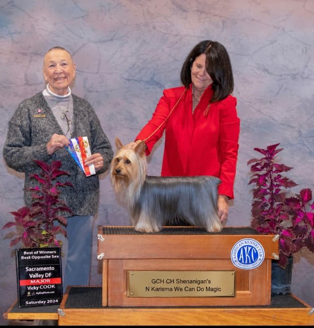 Silky Terrier Puppies media 2
