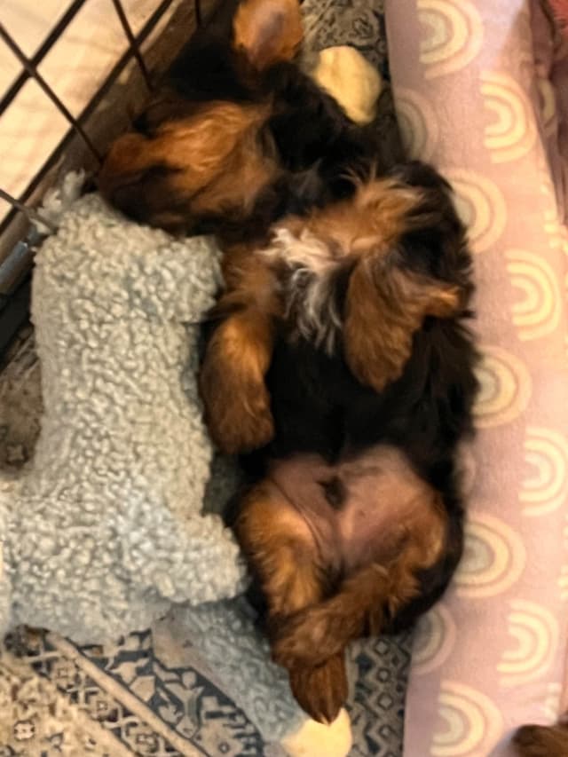 Silky Terrier Puppies media 3