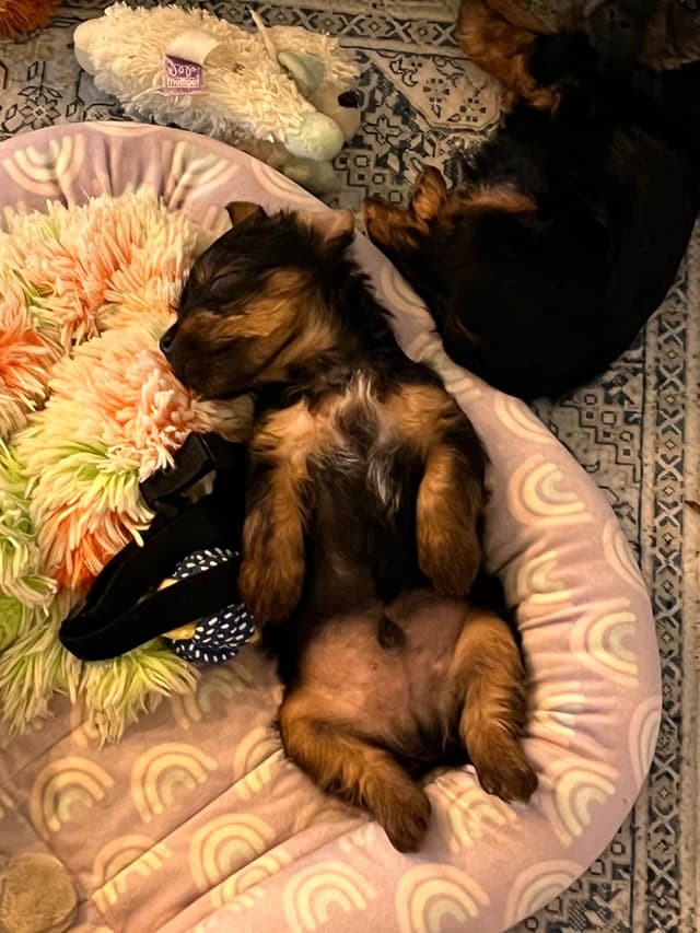 Silky Terrier Puppies media 4
