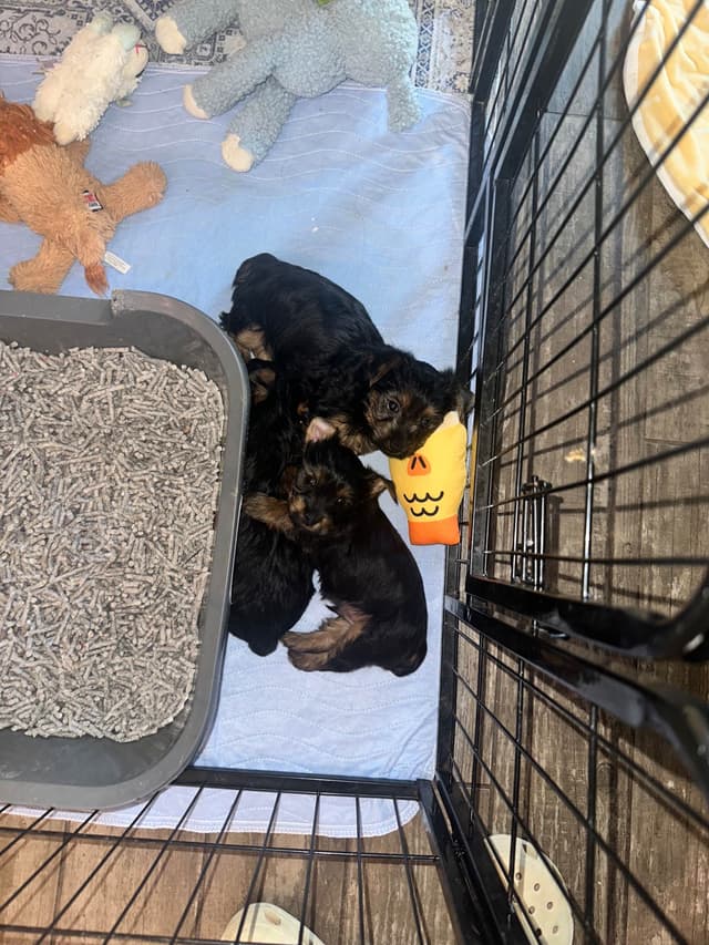 Silky Terrier Puppies media 5