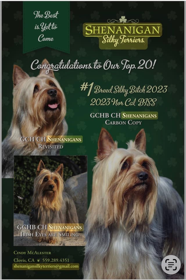Silky Terrier Puppies media 6
