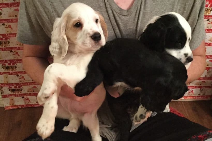 Mini Longhaired Dachshund Puppies breeder image 1