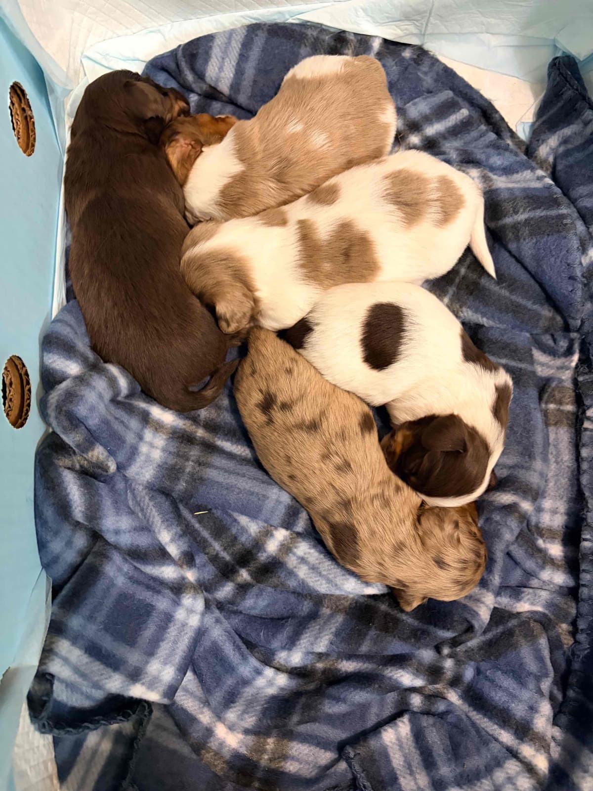 Mini Longhaired Dachshund Puppies breeder image 4
