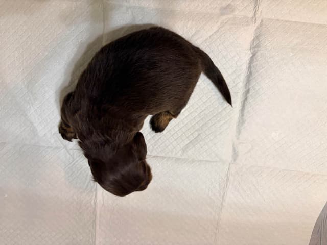 Mini Longhaired Dachshund Puppies media 2