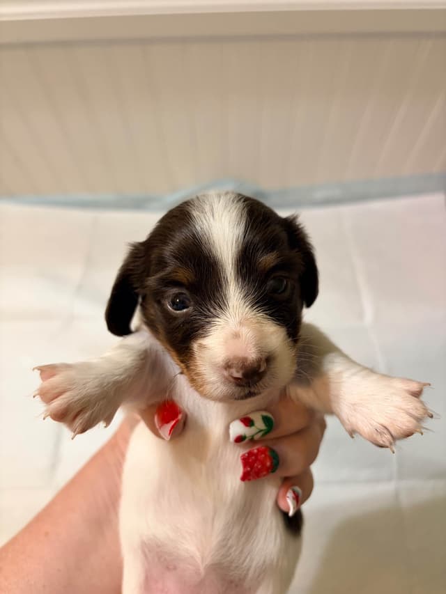 Mini Longhaired Dachshund Puppies media 3
