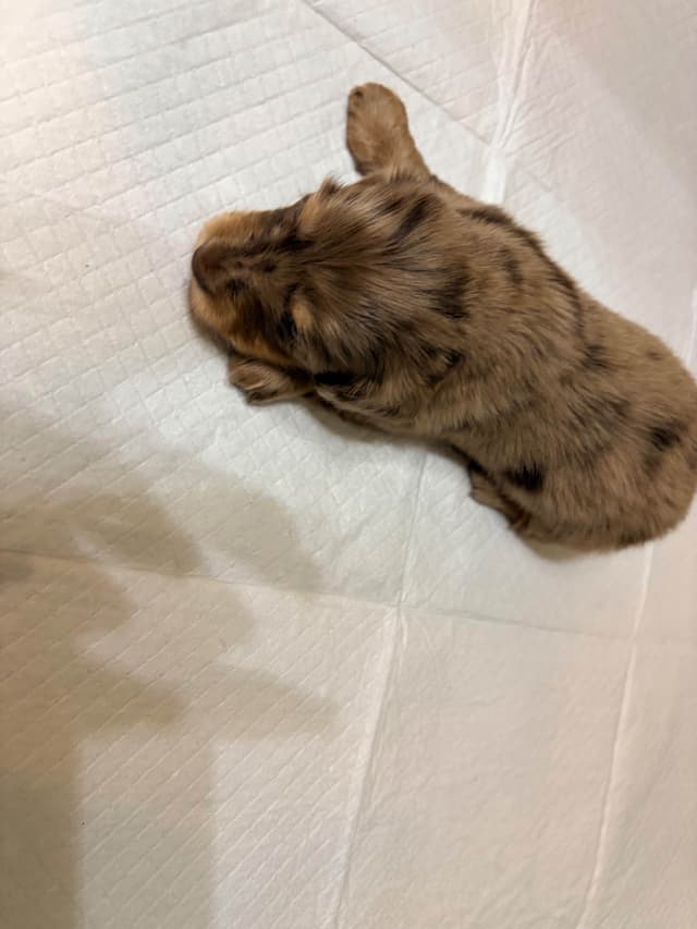 Mini Longhaired Dachshund Puppies media 8