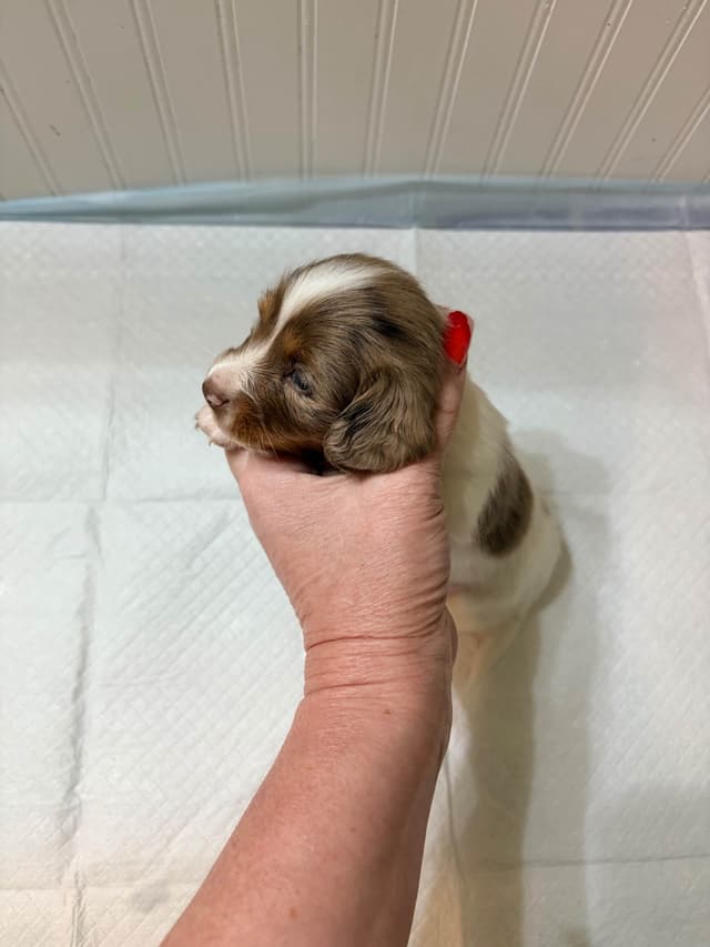 Mini Longhaired Dachshund Puppies media 6