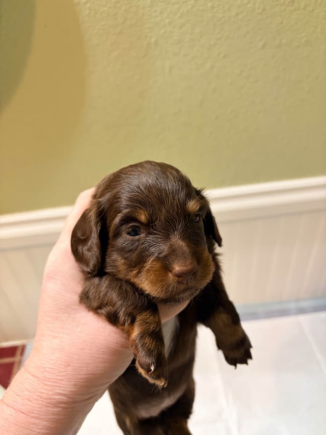 Mini Longhaired Dachshund Puppies media 7