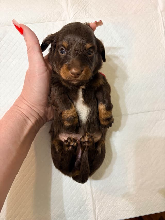 Mini Longhaired Dachshund Puppies media 11
