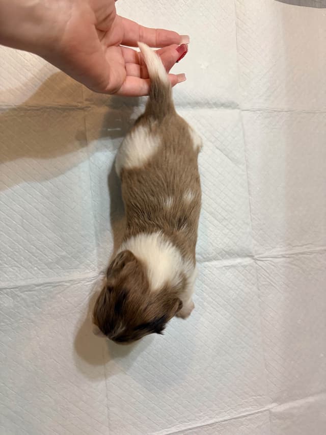 Mini Longhaired Dachshund Puppies media 9