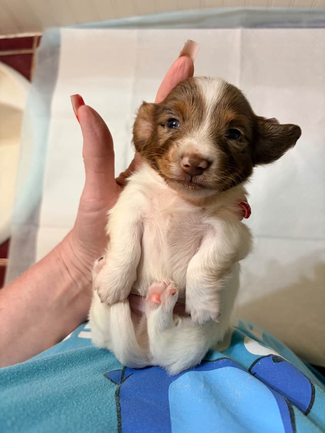 Mini Longhaired Dachshund Puppies media 10