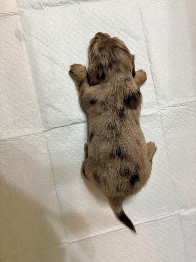 Mini Longhaired Dachshund Puppies media 12