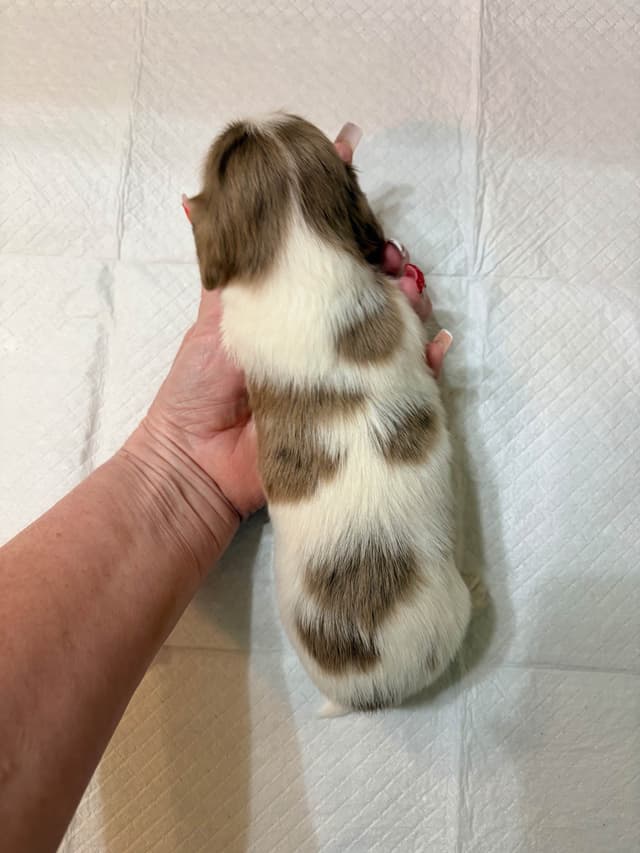 Mini Longhaired Dachshund Puppies media 14