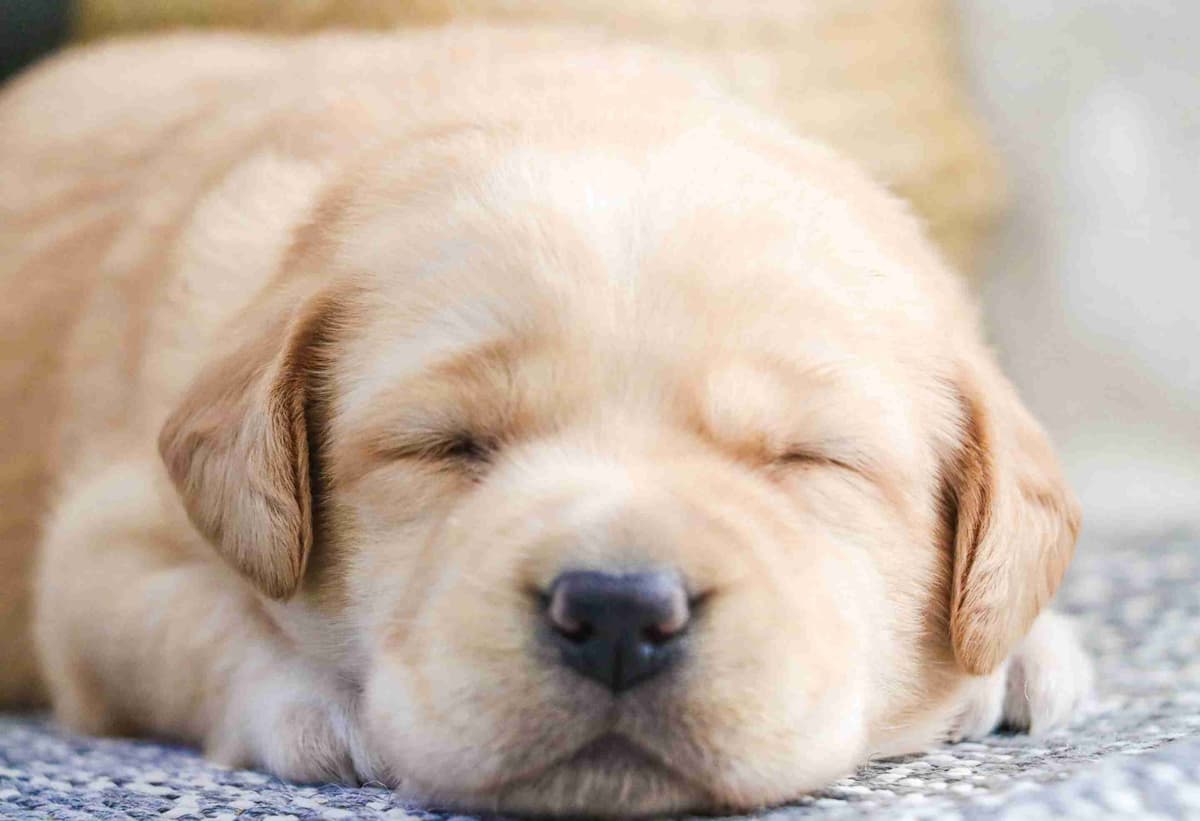 Labrador Retriever Puppies breeder image 2