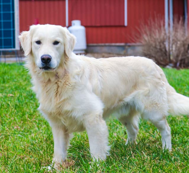 Golden Retriever Puppies media 4
