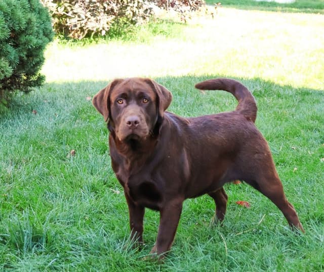 Labrador Retriever Puppies media 2