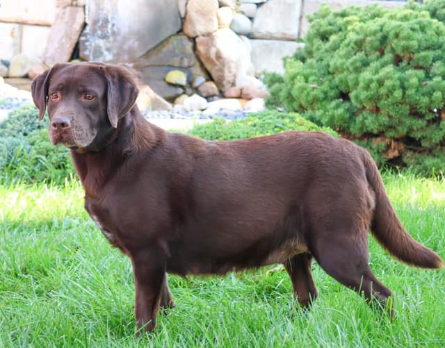 Labrador Retriever Puppies media 3