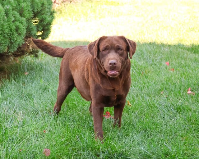 Labrador Retriever Puppies media 4