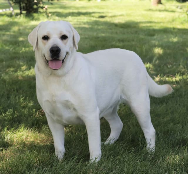 Labrador Retriever Puppies media 7