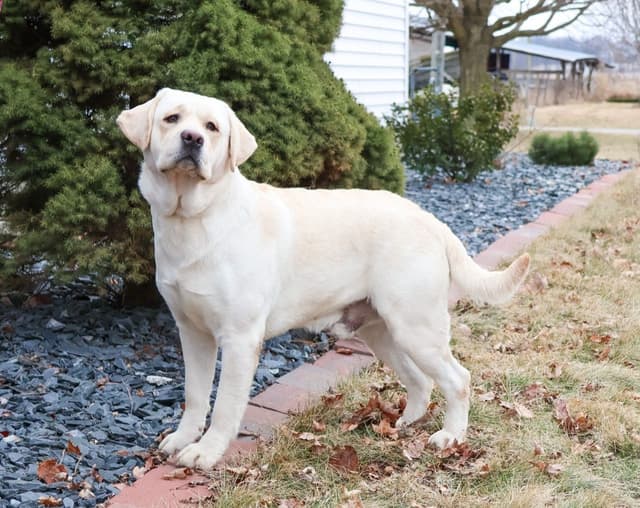 Labrador Retriever Puppies media 8