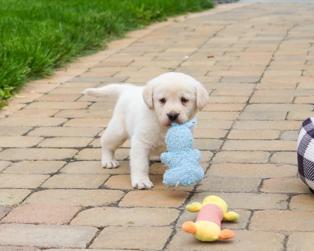 Labrador Retriever Puppies media 2