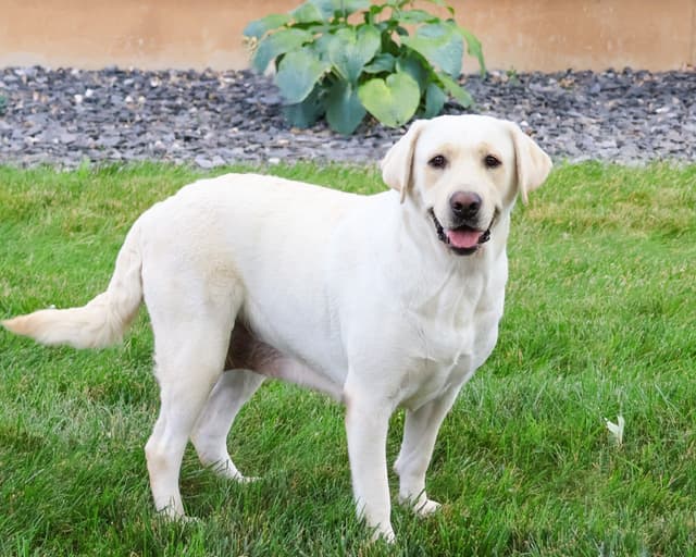Labrador Retriever Puppies media 3