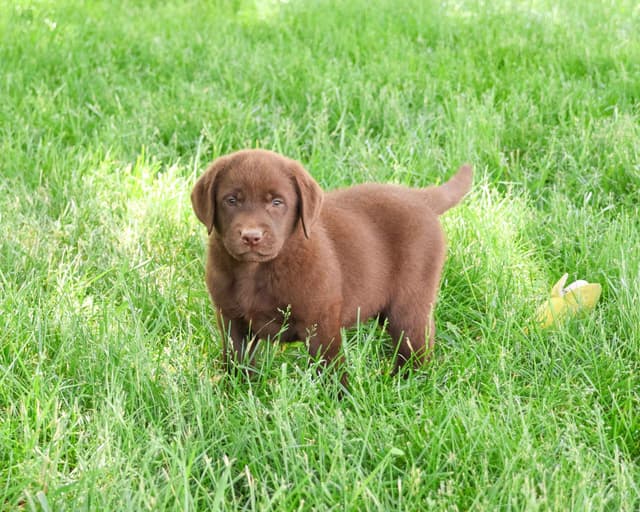 Labrador Retriever Puppies media 3