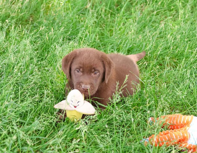 Labrador Retriever Puppies media 4