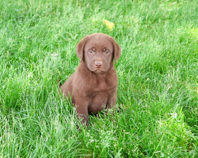 Labrador Retriever Puppies media 5