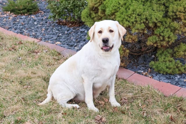 Labrador Retriever Puppies media 5