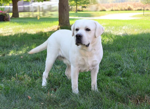 Labrador Retriever Puppies media 6