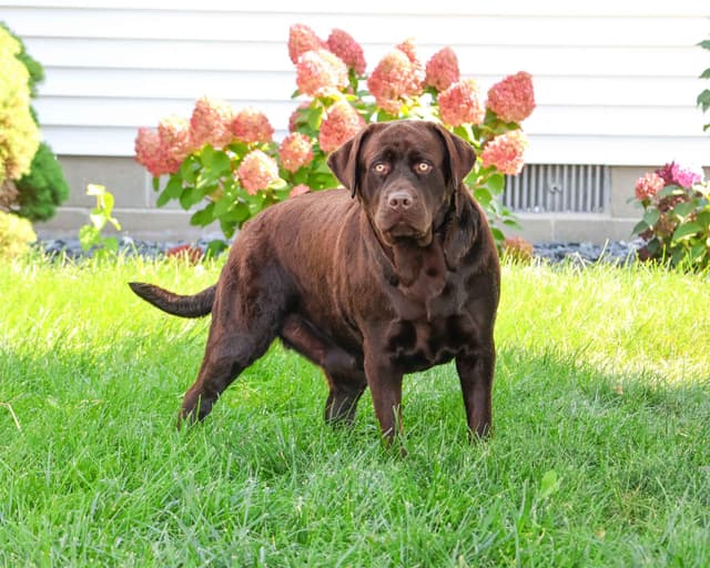 Labrador Retriever Puppies media 9