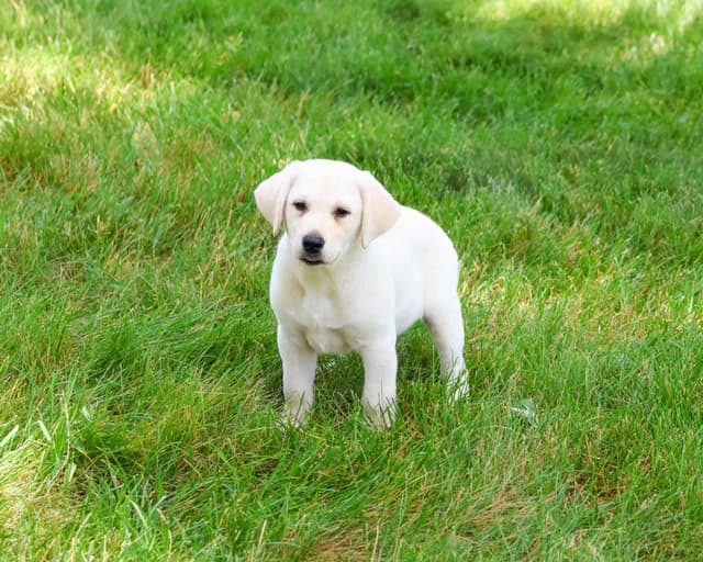 Labrador Retriever Puppies media 3