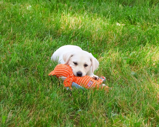 Labrador Retriever Puppies media 4
