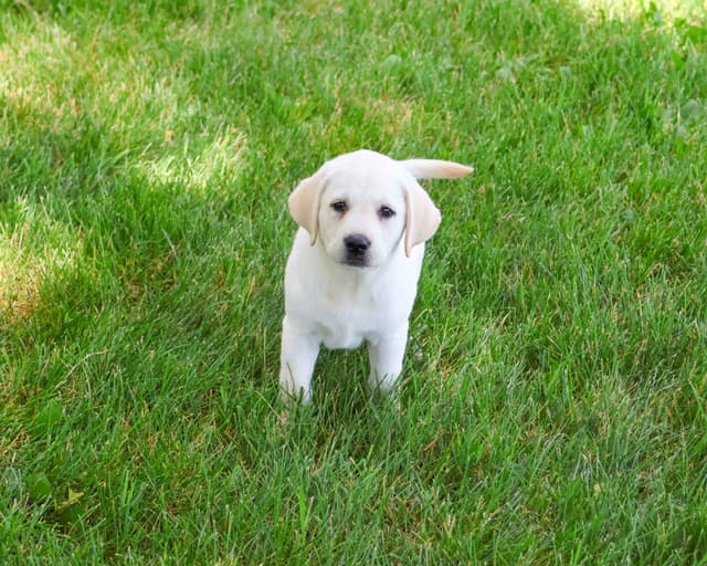 Labrador Retriever Puppies media 5