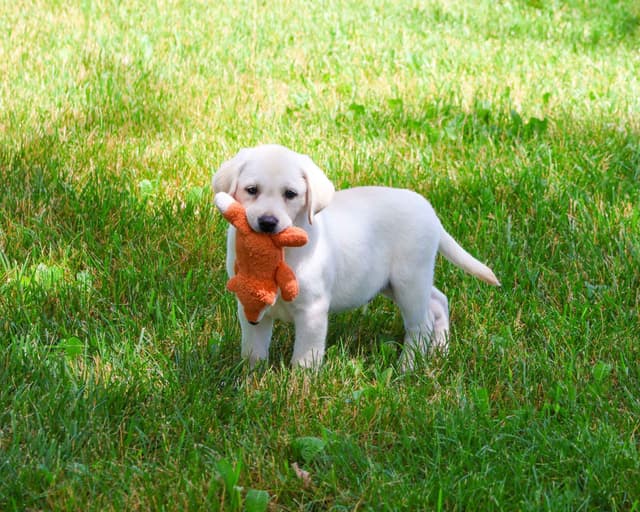Labrador Retriever Puppies media 6