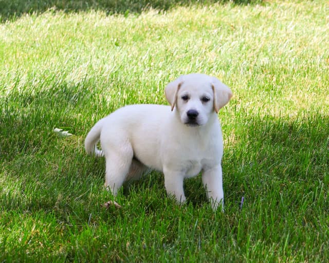 Labrador Retriever Puppies media 2