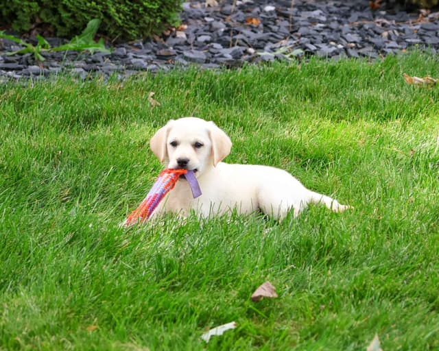 Labrador Retriever Puppies media 3