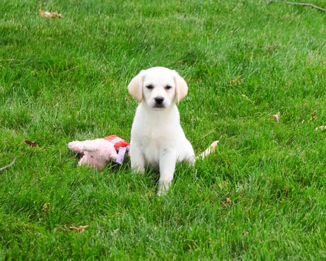 Labrador Retriever Puppies media 4