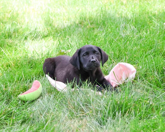 Labrador Retriever Puppies media 2